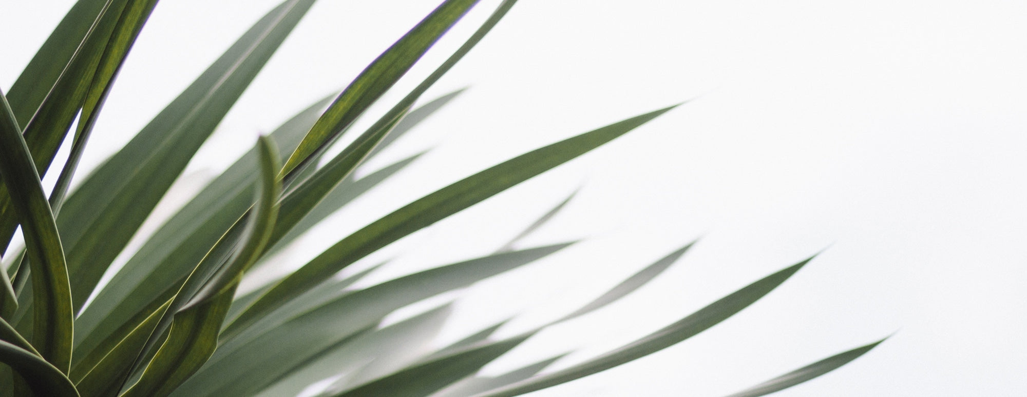 Close-up of long pointed green plant leaves fanning across a white background